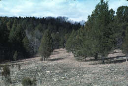 Image of Eastern Juniper