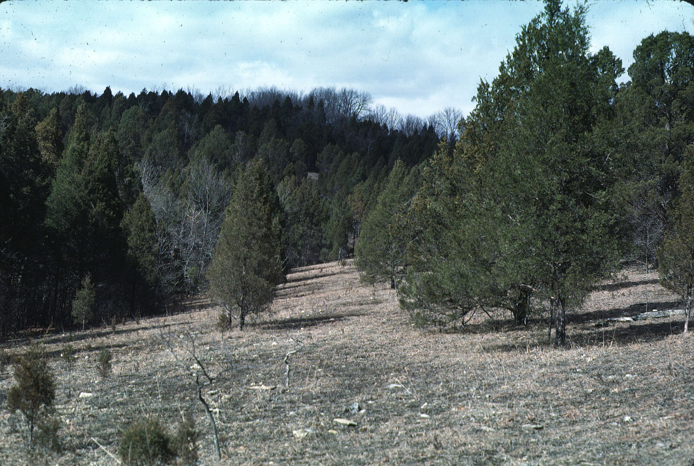 Imagem de Juniperus virginiana L.