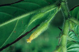 Image de Columnea pulcherrima C. V. Morton