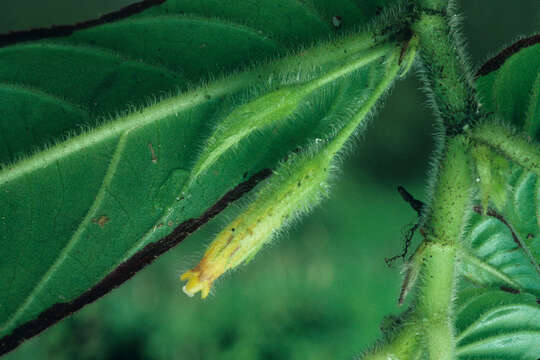 Image of Columnea pulcherrima C. V. Morton