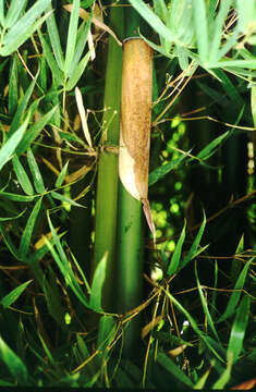 Image of Bambusa emeiensis L. C. Chia & H. L. Fung