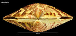 Image of Peruvian scallop