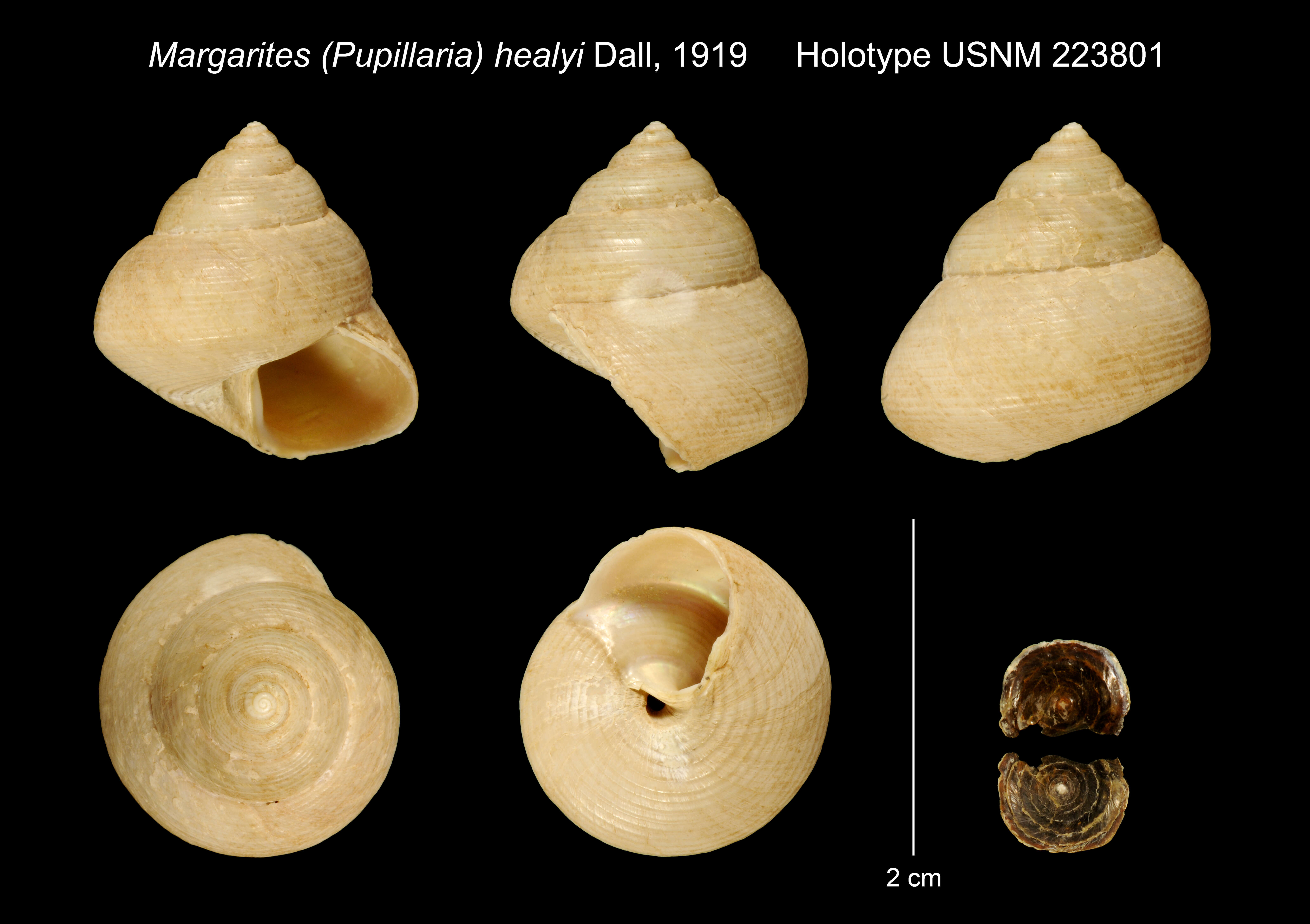 Image of <i>Margarites healyi</i> Dall 1919