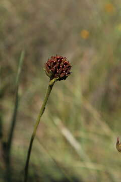 Image of Chapman's Crownbeard