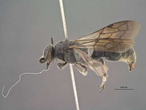 Image of Tiphia fortidentata Tsuneki 1986