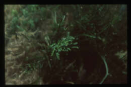 Image of cactus tree alga