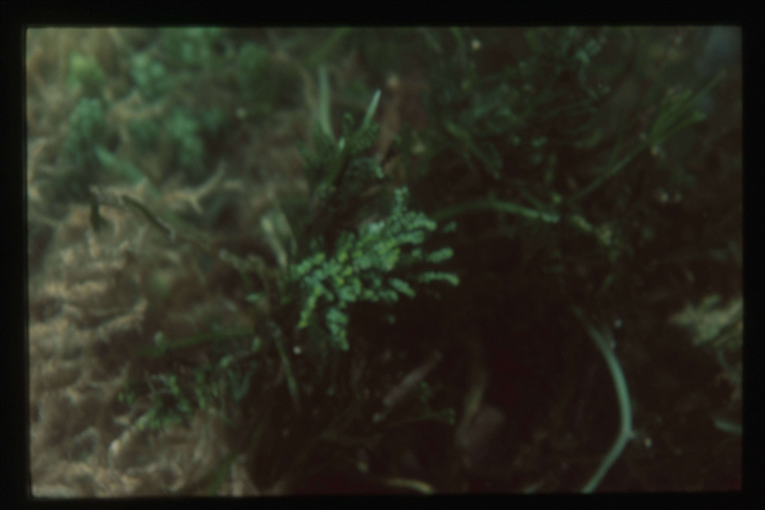 Image of cactus tree alga