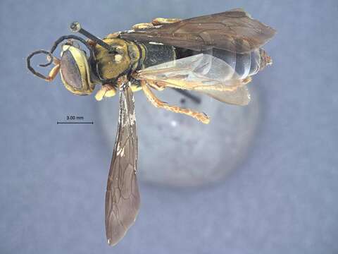 Image of Golden cricket wasp