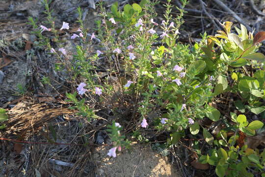 صورة Clinopodium dentatum (Chapm.) Kuntze