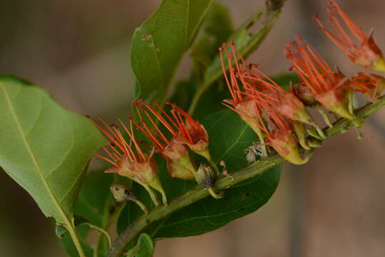 Image of Combretum farinosum Kunth