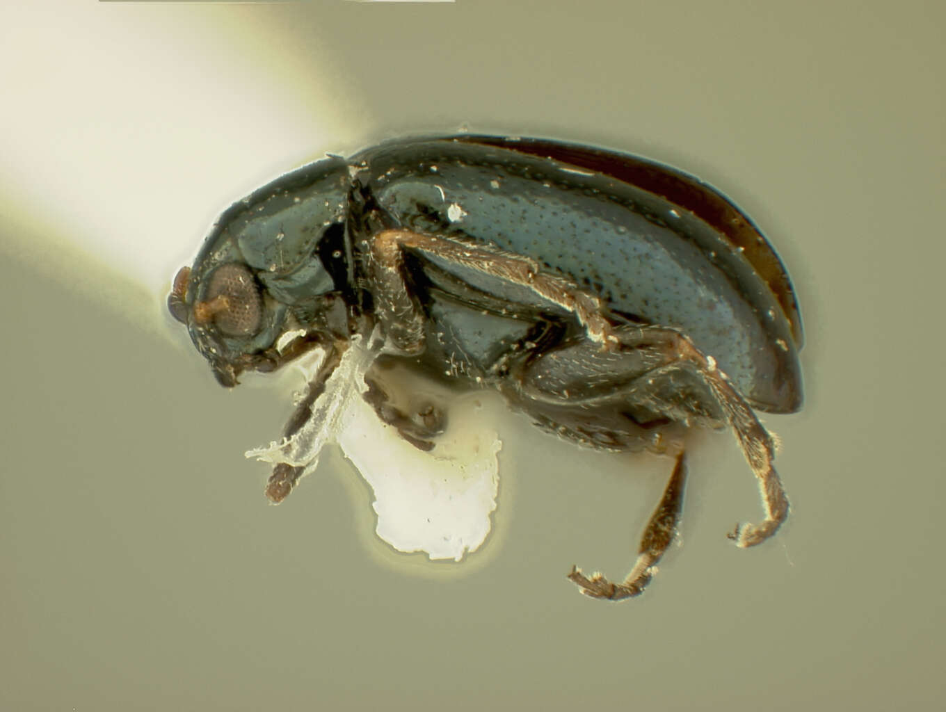 Image of Aphthona Chevrolat 1836