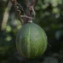 Imagem de Cucurbita okeechobeensis subsp. martinezii (L. H. Bailey) T. C. Andres & G. P. Nabhan ex T. W. Walters & D. S. Decker-Walters