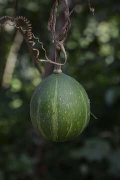 Image of Cucurbita okeechobeensis subsp. martinezii (L. H. Bailey) T. C. Andres & G. P. Nabhan ex T. W. Walters & D. S. Decker-Walters