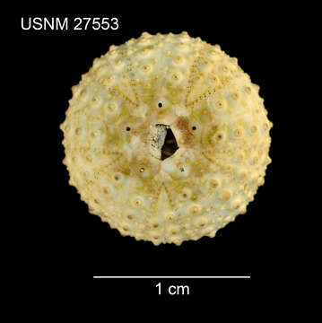 Image of Centrostephanus asteriscus A. Agassiz & H. L. Clark 1907