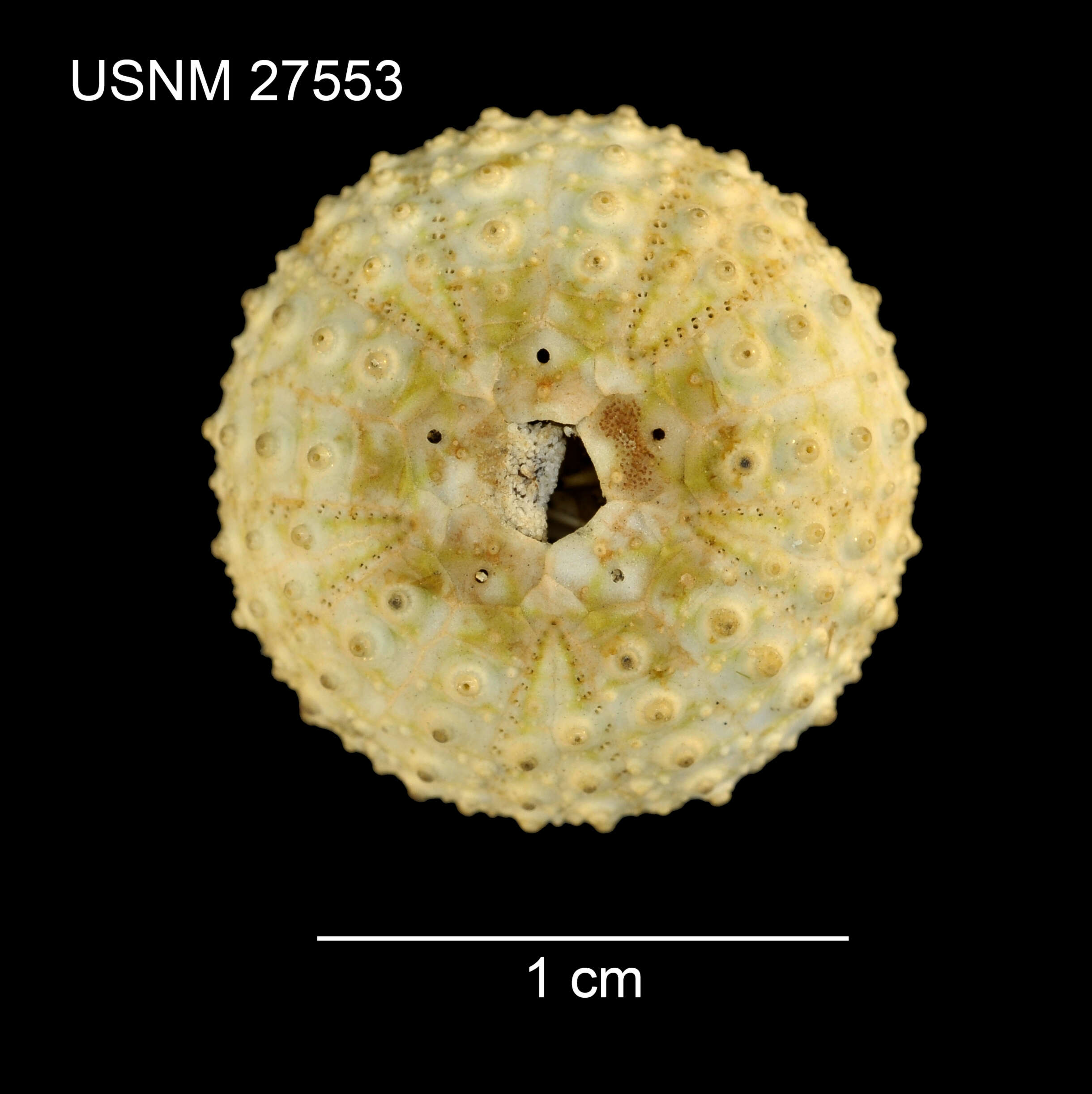 Image de Centrostephanus asteriscus A. Agassiz & H. L. Clark 1907