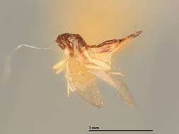 Image of Quadrastichus pulchriventris (Girault 1916)