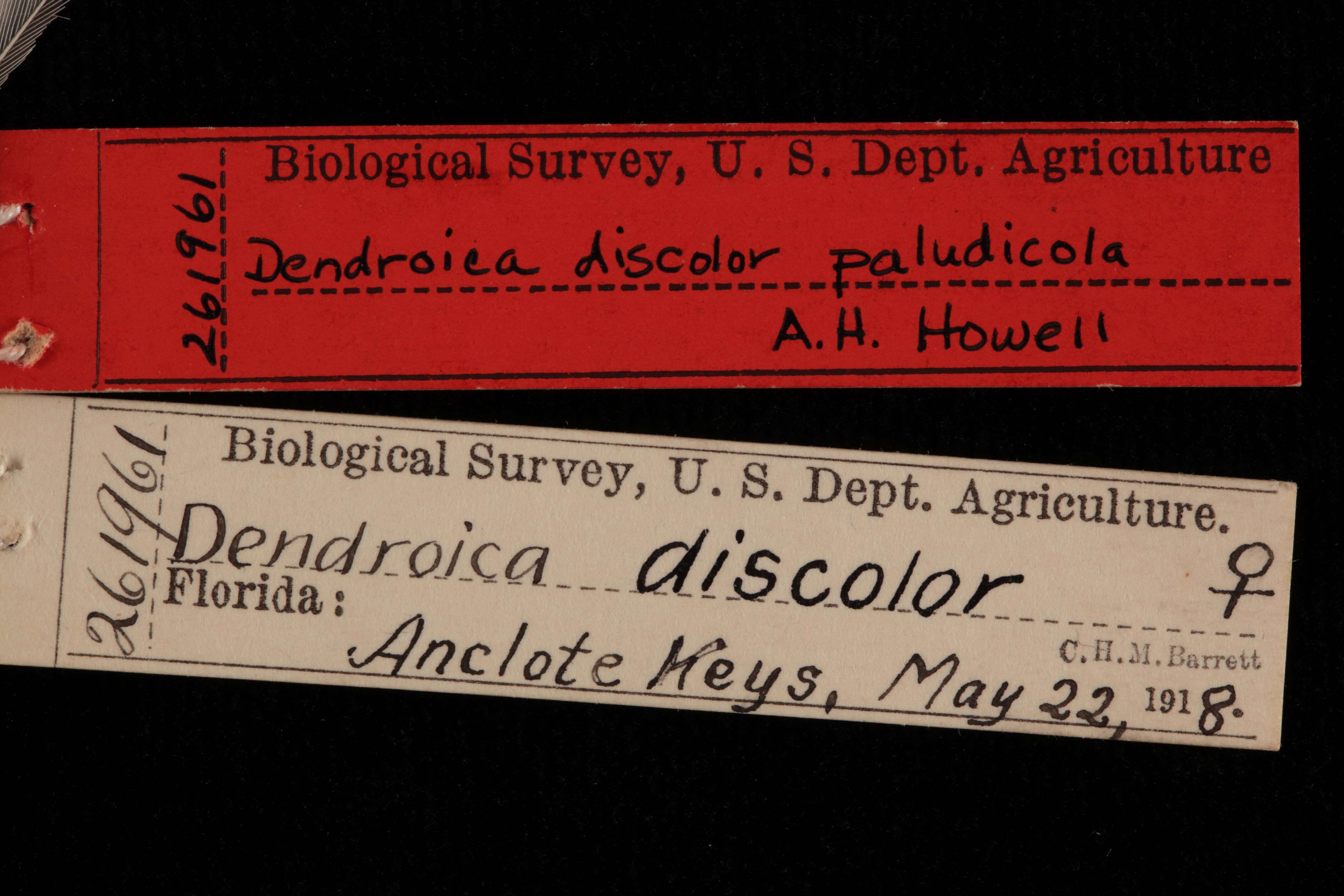 Image of Dendroica discolor paludicola A. H. Howell 1930