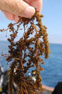 Слика од Sargassum C. Agardh 1820