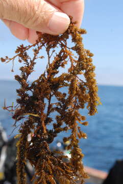 Image of Sargassum C. Agardh 1820