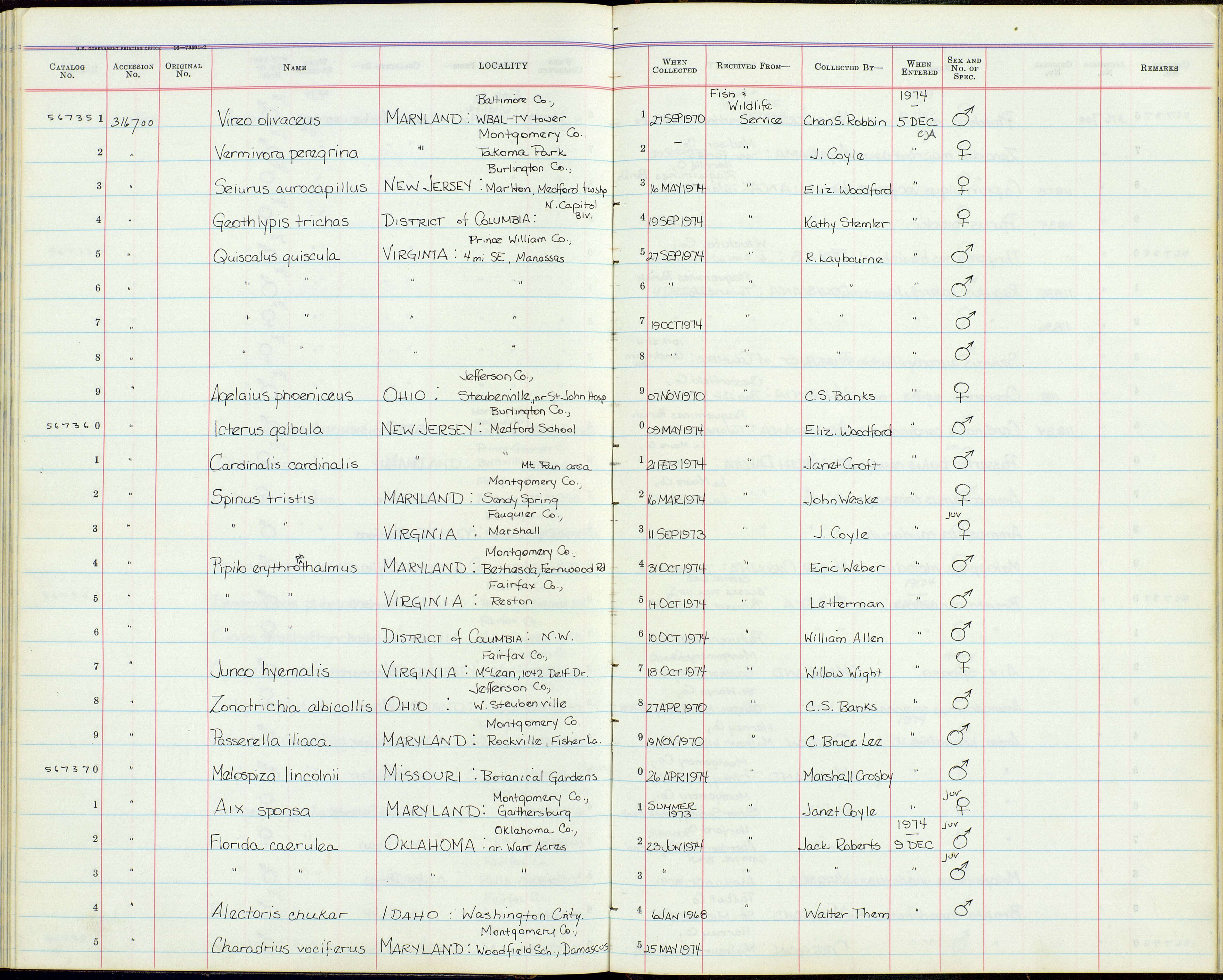 Image of Quiscalus quiscula stonei Chapman 1935