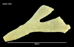 Image of Melicerita blancoae Lopez Gappa 1981