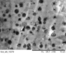 صورة Scelorchilus albicollis (Kittlitz 1830)