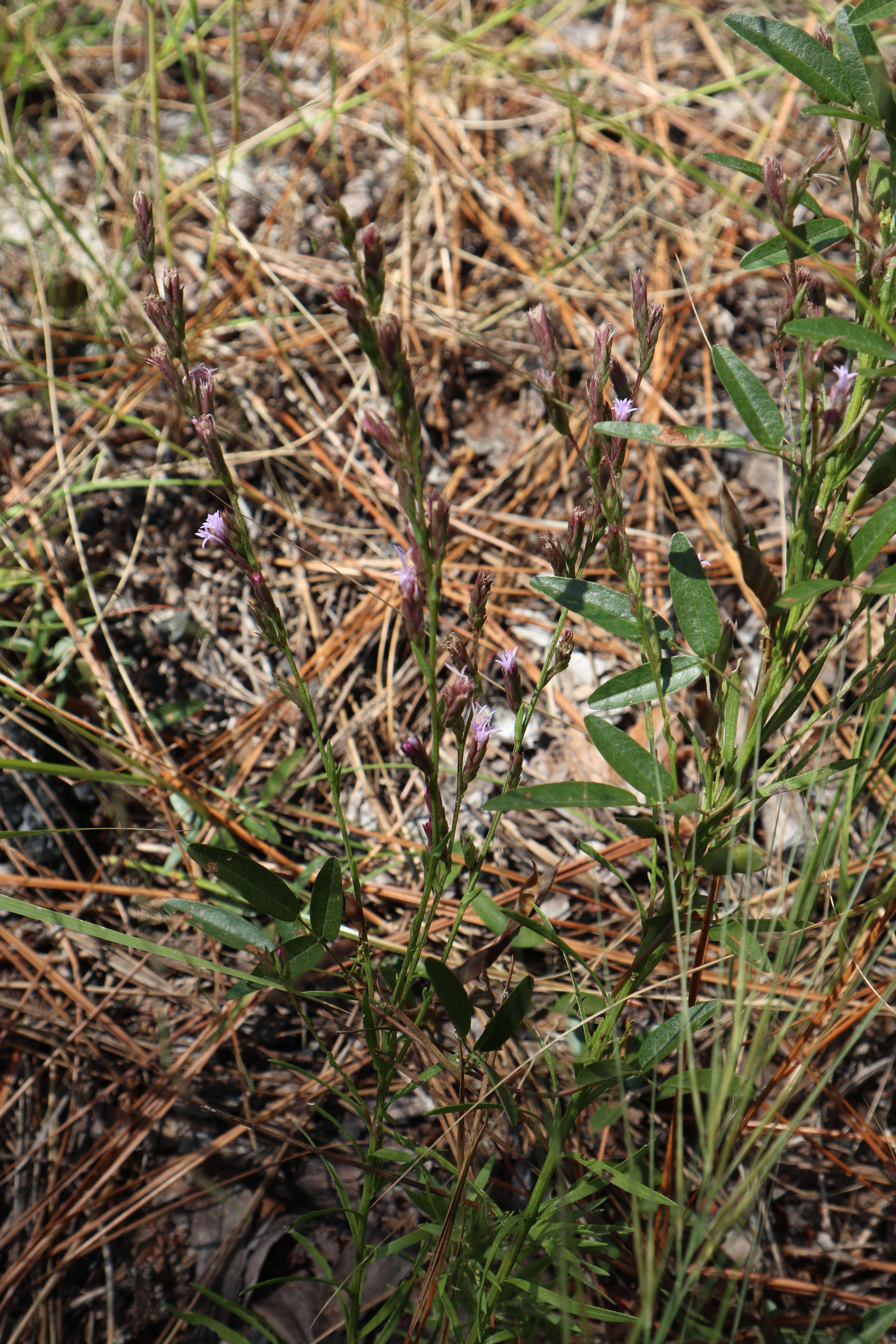 Слика од Liatris cokeri Pyne & Stucky