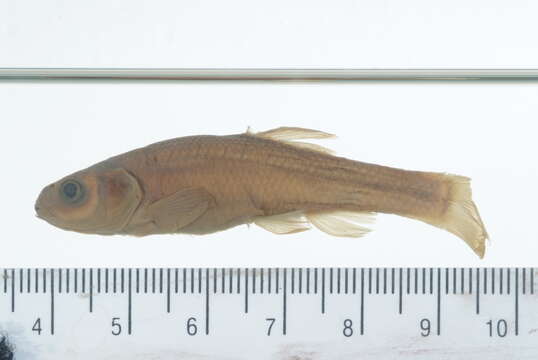 Image of Fathead Minnow