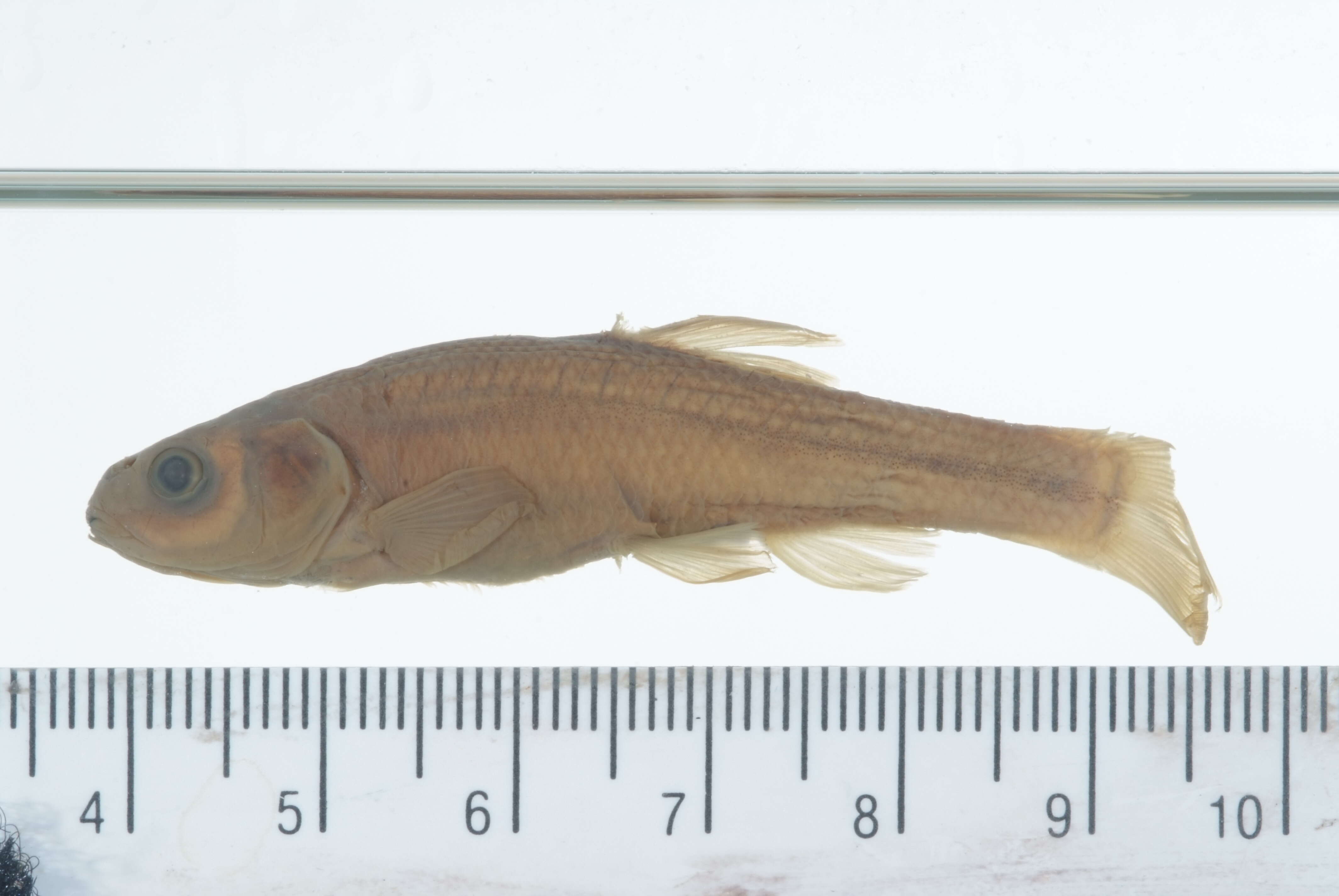 Image of Fathead Minnow