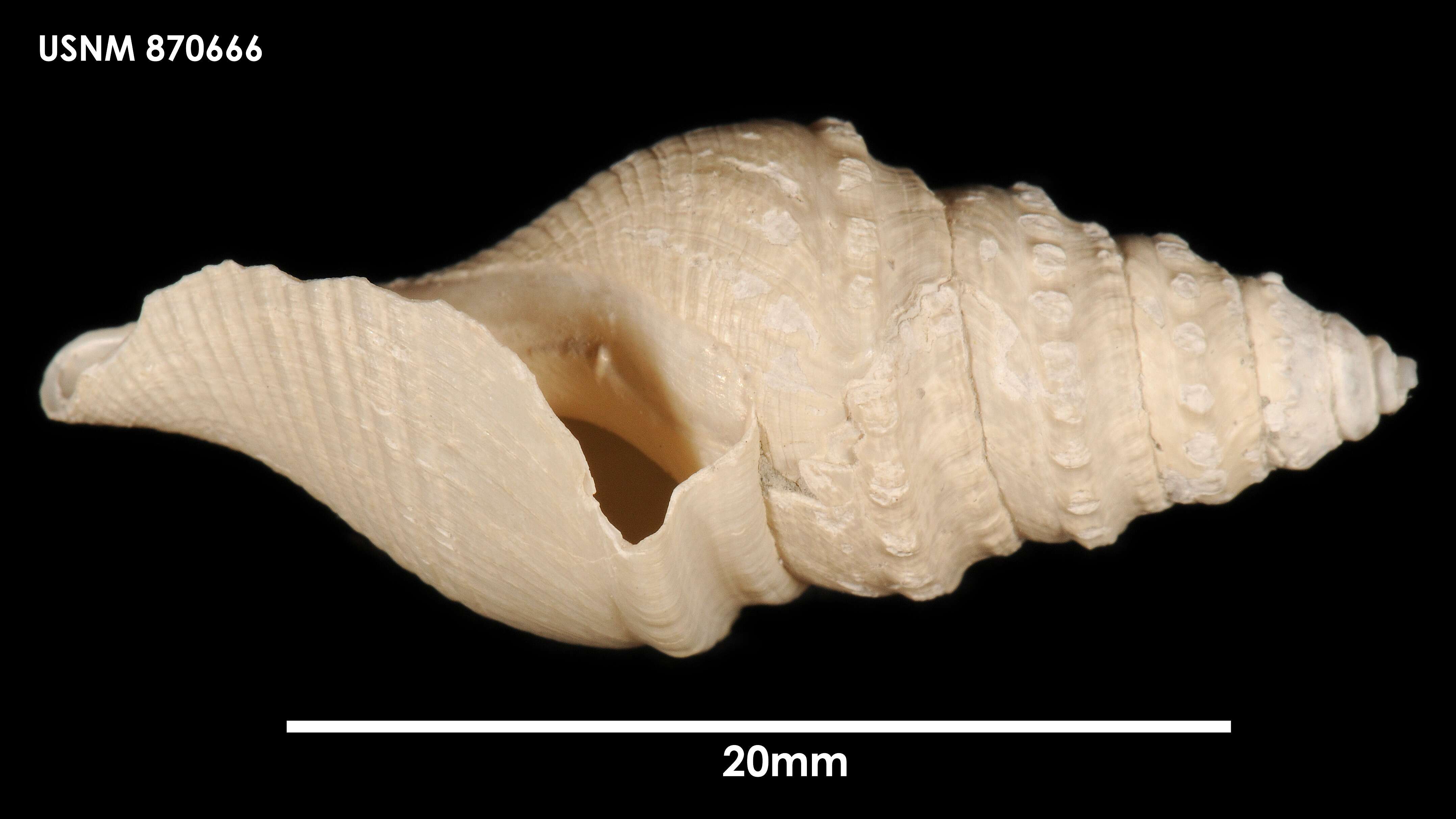 صورة Bathytoma parengonia (Dell 1956)