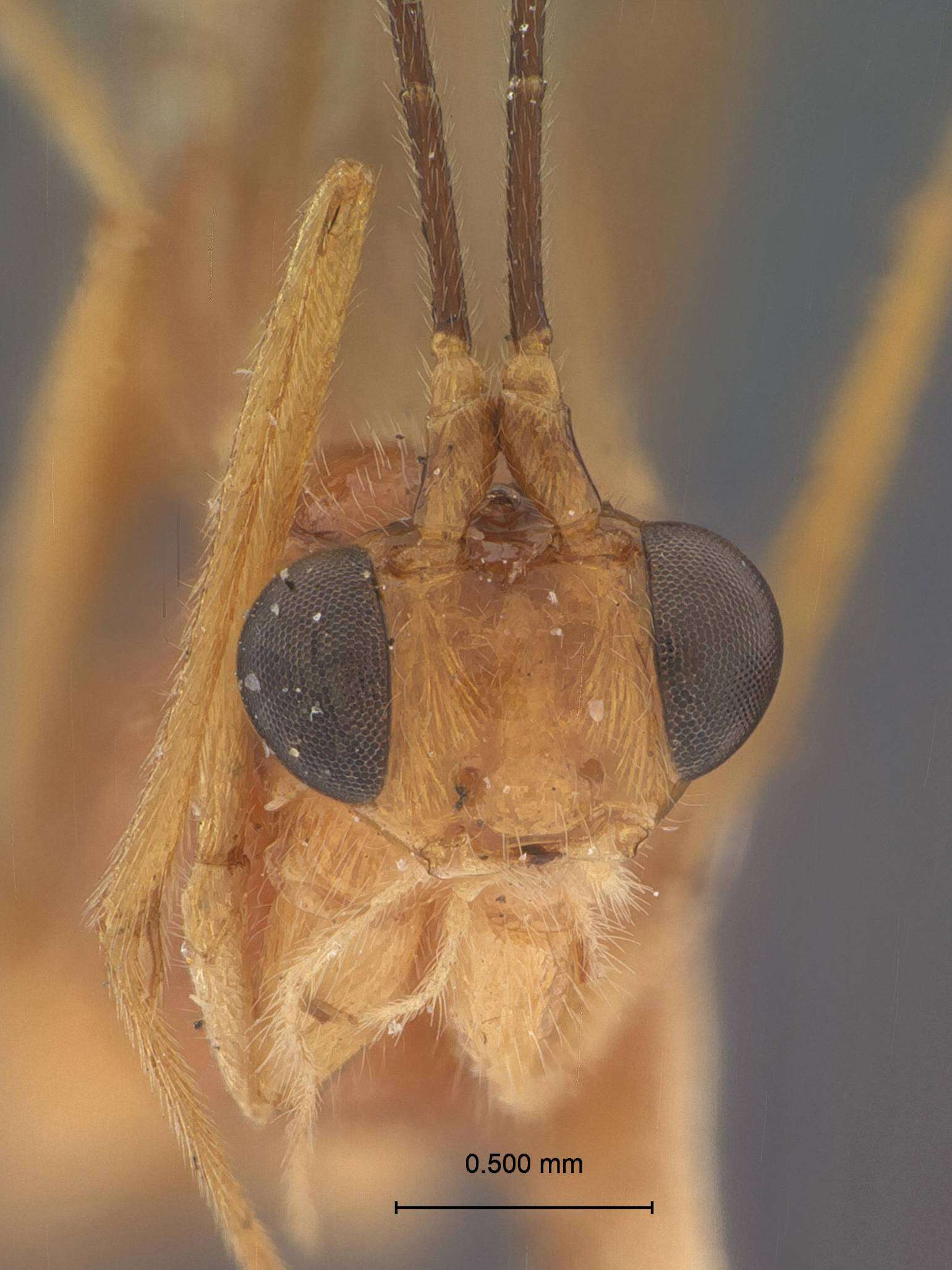 Image of Macrocentrus reticulatus Muesebeck 1932