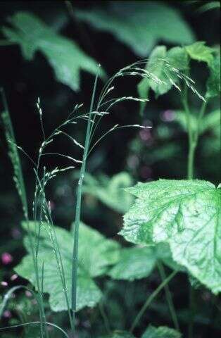 Image de Poa laxiflora Buckley