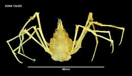 Image of Achaeopsis thomsoni (Norman)