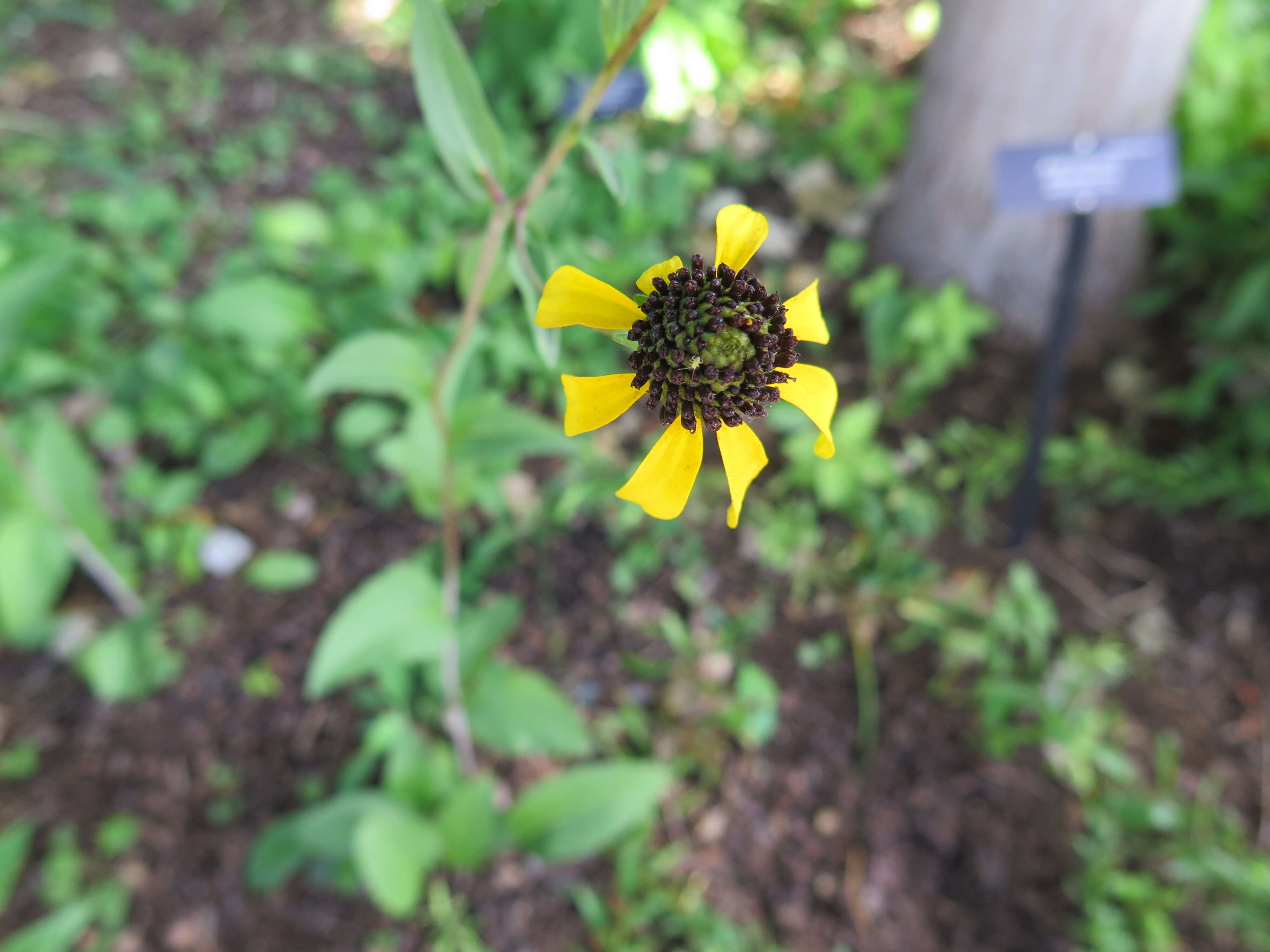 Image of roughleaf coneflower