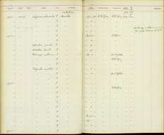 صورة Chalybura urochrysia melanorrhoa Salvin 1865