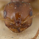 Image of Melophorus fieldi propinquus Viehmeyer 1925