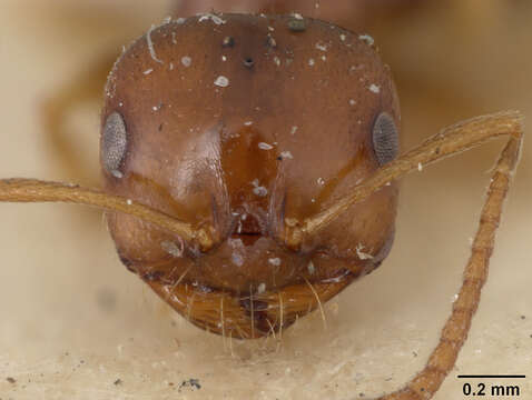 Imagem de Melophorus fieldi propinquus Viehmeyer 1925