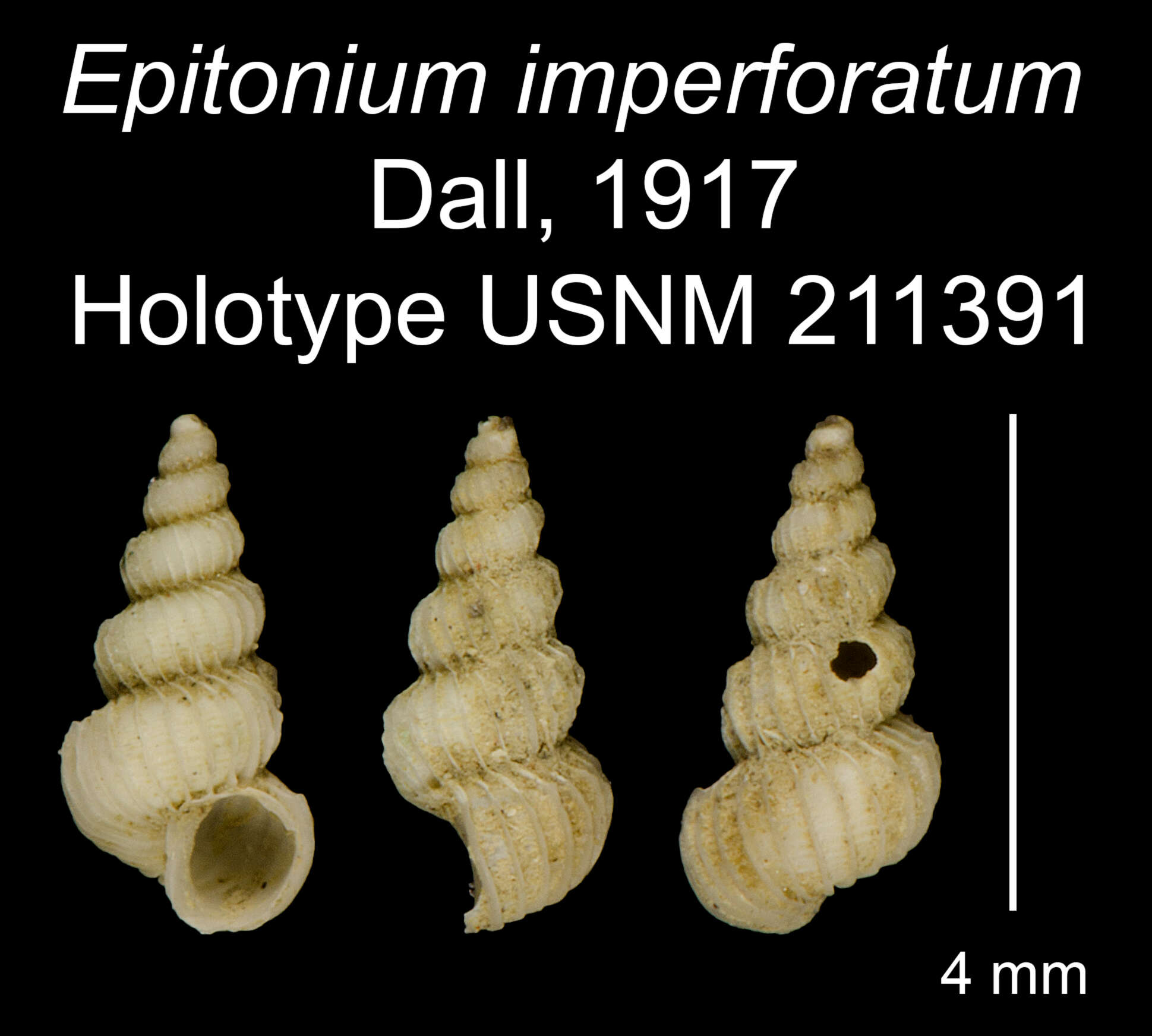 Image of Epitonium imperforatum Dall 1917