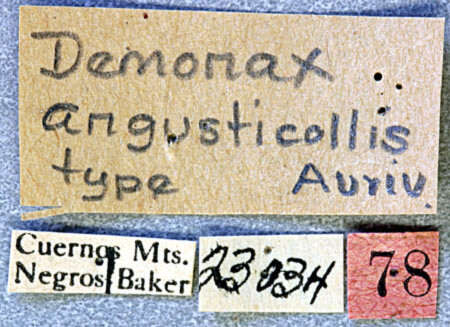 Image of Demonax angusticollis Aurivillius 1928