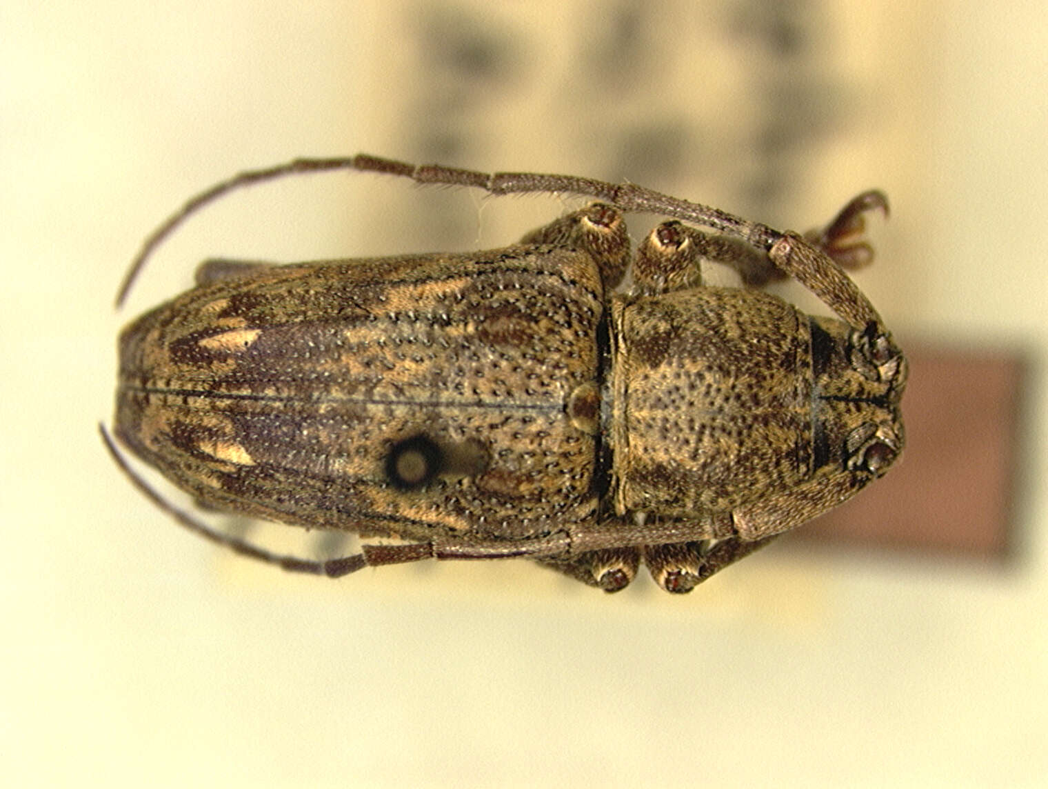 Image of Pterolophia (Hylobrotus) devittata Aurivillius 1927