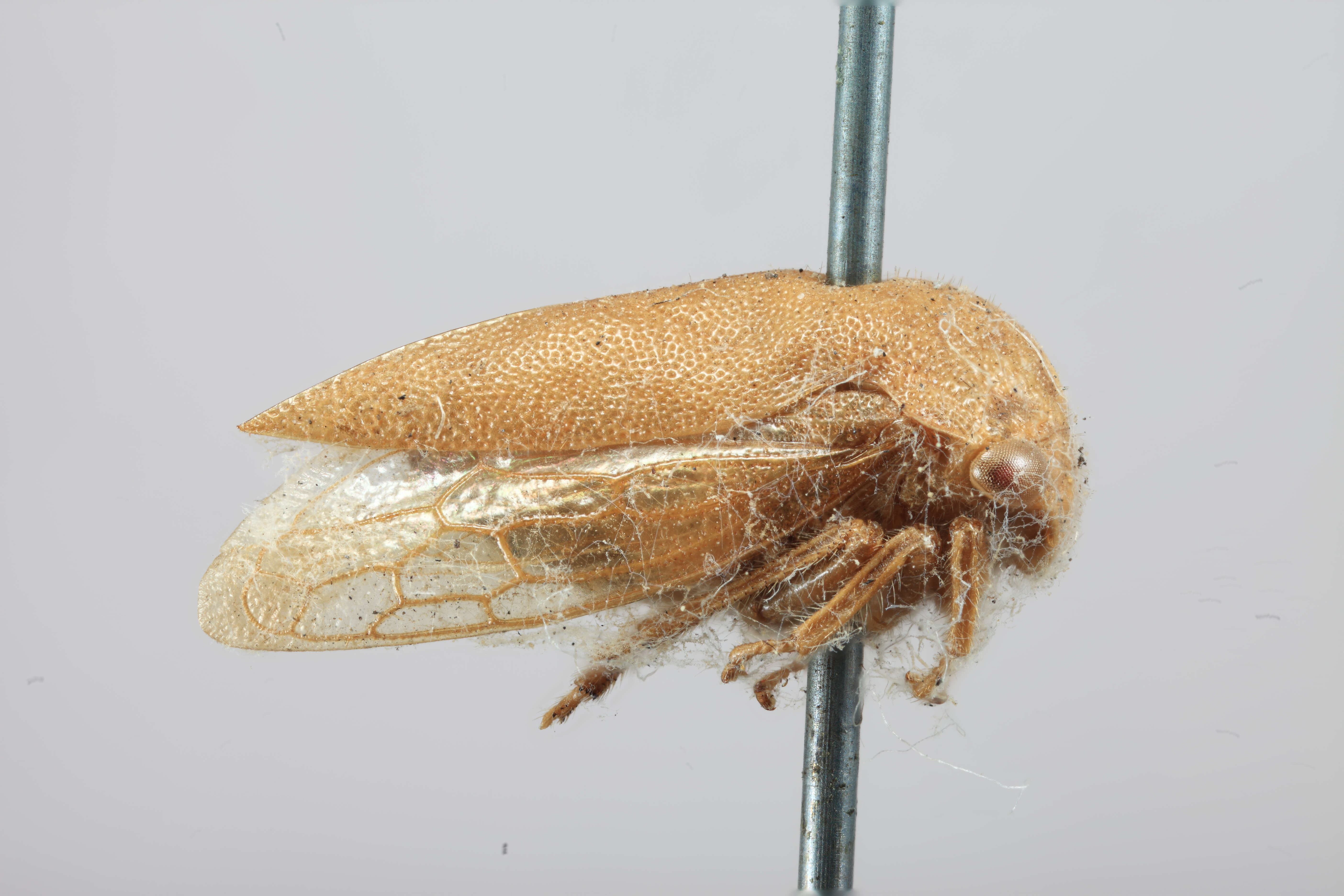 Image of Ophiderma flava Goding