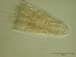 Image of Spinoloricus Heiner & Neuhaus 2007