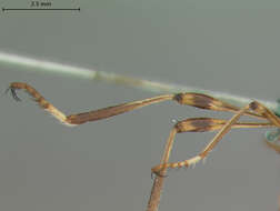 Image of <i>Leptogaster virgatus</i>