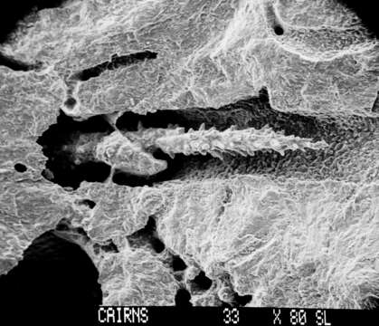 Image of Inferiolabiata lowei (Cairns 1983)