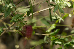 Image of Zapoteca formosa subsp. rosei (Wiggins) H. M. Hern.