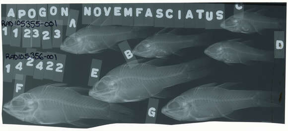 صورة Ostorhinchus novemfasciatus (Cuvier 1828)