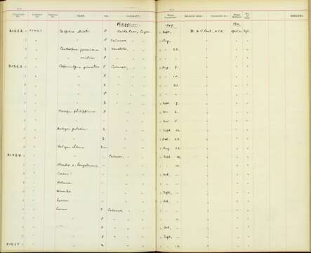 Sivun Caprimulgus affinis griseatus Walden 1875 kuva