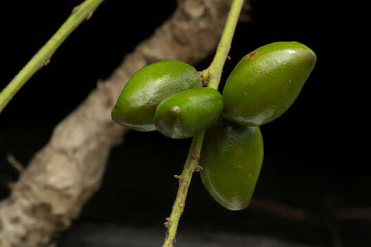 Image of Comocladia macrophylla (Hook. & Arn.) L. Riley