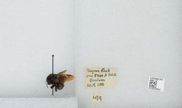 Image of Bombus breviceps Smith 1852