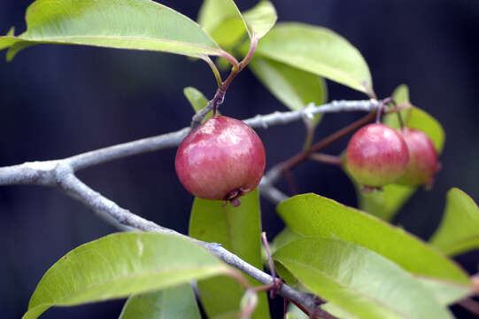 Eugenia roseiflora Mc Vaugh的圖片